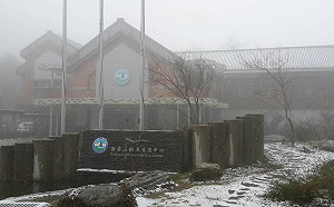 觀霧-2度飄雪ing！上山車輛須加掛雪鏈