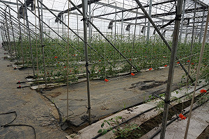 山區取水不易！旱作管路灌溉可省一半水