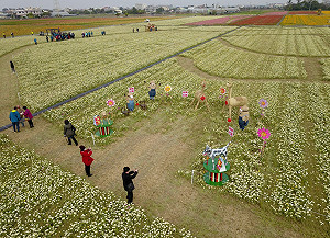 Fun春節》人人有花看！太保市花海節強勢登場