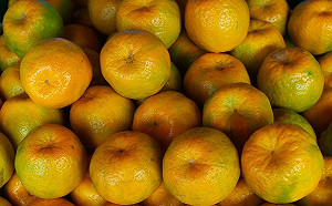 給你滿滿的椪柑！中市收購3,406公噸創新高