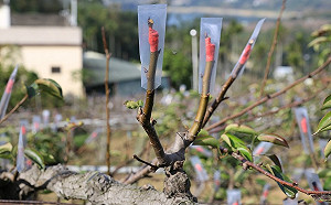 本月寒害農損逾千萬！新竹縣受損最嚴重