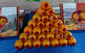 FUN春節》過年討吉利！國產茂谷柑最給力