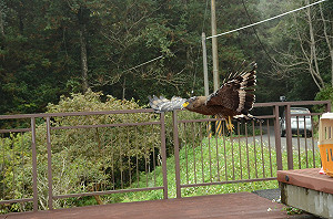 盡情遨翔吧！獲救大冠鷲重返南投天空