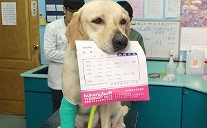 救難英雄「鐵雄」右腳受傷！興大成立小組治療