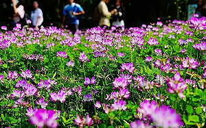 期間限定！淡雅紫雲英花海三月花開動物園