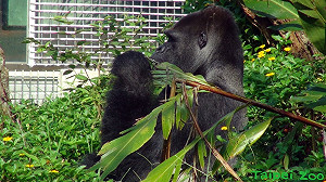 來台30年  大猩猩「寶寶」3月赴荷蘭娶親