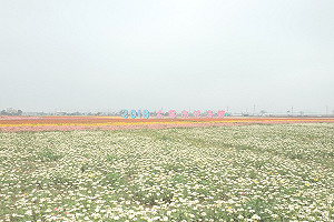 FUN春節》 早上看花海晚上看燈海！嘉義花海節花期延到年後