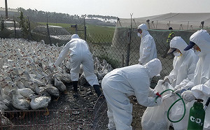 屏東鴨場禽流感再添一例！撲殺逾2千肉鴨