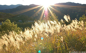 FUN春節》過年走春何處去？國家森林遊樂區等你光臨