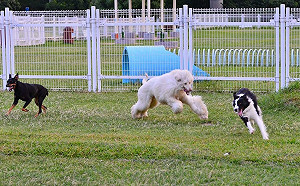 FUN春節》小年夜撞期情人節！毛小孩甜蜜相伴公園運動