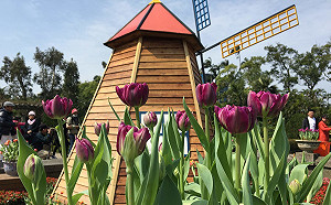 FUN春節》宛如置身荷蘭！士林官邸鬱金香繽紛綻放