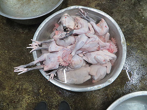 雞隻私宰驗出低病原禽流感 檢疫單位追查來源