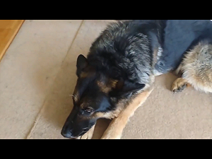 德國「長髮公主」離家300公里  失蹤6個月送進動物醫院