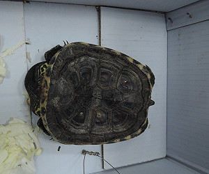 龜殼凹陷似被車輾過  動保所：為罕見畸形