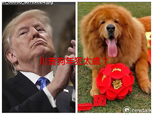 火狗川普遇上土狗走衰運？香港風水師有分析