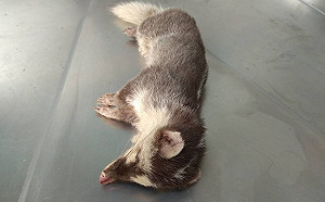 狂犬病鼬獾咬人案頻傳！快遵守2不1要原則防疫