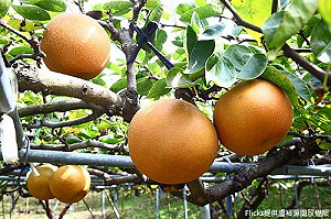 2月寒害千萬農產全凍壞！高接梨穗受損最慘重