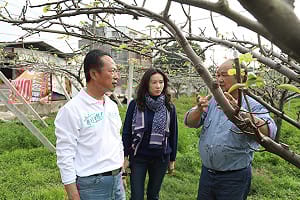 高接梨寒害受損嚴重   翁章梁：政府應給予補助