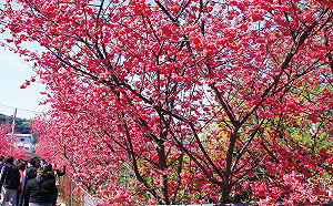 台中泰安櫻花正盛開！搭專車賞花去