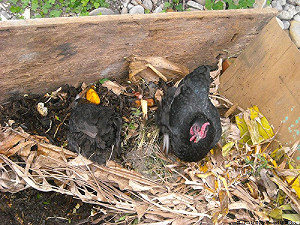 糞便真的是黃金！畜禽廢料納入再生能源資源