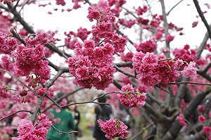 泰安櫻花季今登場  接駁車送你去踏青！