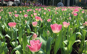 初三、初四好天氣  20日鋒面影響溫度最低降至12度