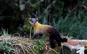 貂感染武漢肺炎 荷蘭2養殖場遭勒令關閉