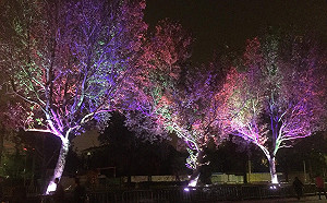 浪漫台中新景點！河岸楓林＋七彩燈超好拍