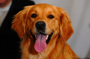 嚴防狂犬病！中市疫苗＋晶片注射三月份優惠開跑