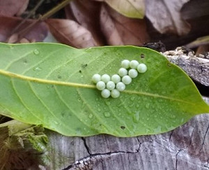 荔枝椿象OUT！台中首創物理防治 收購卵片斷根源