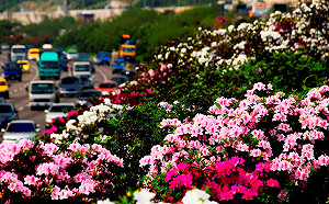 春天來了！國道＋休息站已成賞花熱點