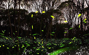 森林隧道+螢火蟲超好拍！花蓮賞螢秘境大公開