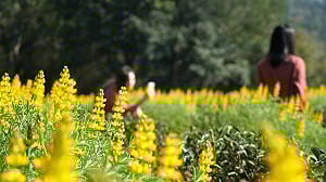 魯冰花節3大園區拍到飽！桃園小旅行正夯(影)