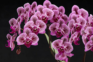 國際級的年度蘭展將登場！觀展亮點看這裡(影)