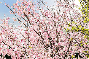 抓住櫻花的尾巴！精選全台10處絕美賞櫻聖地