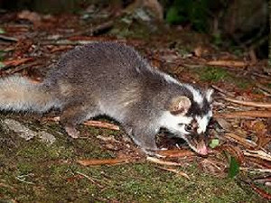 梅山狂犬病鼬獾咬傷人 全台九縣市有疫情