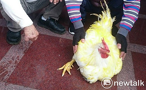 霸王閹雞長成一般雞7倍大 原因竟是這個