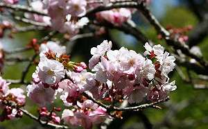 上山賞花不怕塞！阿里山花季交管首日車流順
