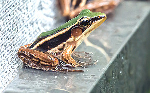 動物園慶元宵！快來破解台北赤蛙燈謎