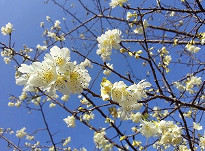 南投這樣玩！賞花＋觀景拍到飽