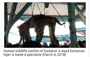 印尼村民迷信憂惡魔化身 殺瀕絕老虎示眾惹議