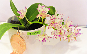 高雄蘭花好強！囊括國際蘭展各大獎項