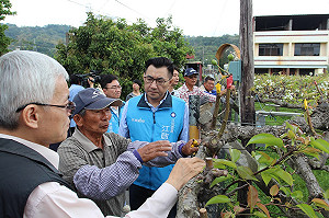 梨穗寒害無人聞問？ 中市府：可提出農損申請