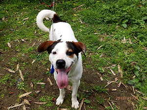 禁養寵物惹怒網友 消防署滅火：沒要求棄養