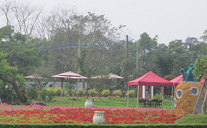 這裡的鳳梨超有機！摘果美味最有趣