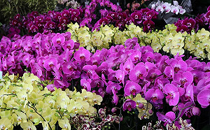 蘭花發揮軟實力！國際品種權利申請已達百件