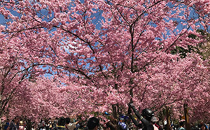 北橫粉紅櫻花季！騎鐵馬讓你與花季相遇