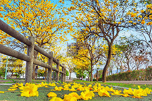 春天的金黃色大道！全台風鈴木正盛開