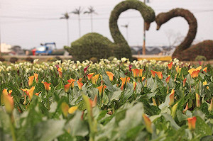 芋見想戀愛的你！桃園彩色海芋季5大亮點看這裡(影)