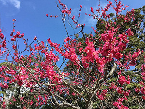 劉黎兒觀點》我被騙了！原來梅花是越暖越開花 ！